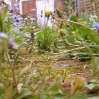 001Gras.jpg
