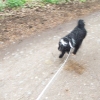 002hund.jpg