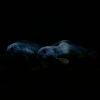 02-0922zoo-gemischt.jpg