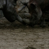 06-065zoo-gemischt.jpg