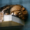 07-105zoo-gemischt.jpg