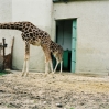 11budapest zoo.jpg