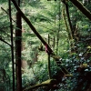 001wald_web.jpg