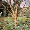 009PuB_Fruehling_web