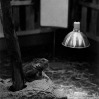009reptil-web.jpg