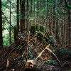 003wald_web.jpg