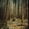 004wald_web.jpg