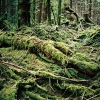 005wald_web.jpg
