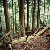 008wald_web.jpg